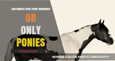 Exploring Equine Artistry: Paint Markings in Horses and Ponies