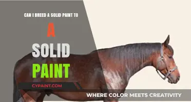 Breeding Solid Paints: Can You Pair Two Solids Successfully?