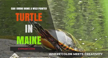 Bringing Wild Painted Turtles Home in Maine: Legal and Ethical Considerations