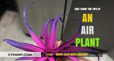 Air Plant Art: Painting Tips for Beginners