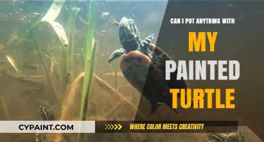 Creative Freedom with Painted Turtles: What's Safe to Add?