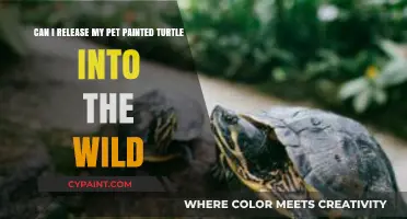 Releasing Pet Painted Turtles: Ethical and Environmental Considerations for Owners