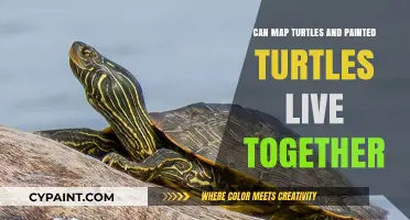 Harmony in the Habitat: Can Map Turtles and Painted Turtles Coexist?
