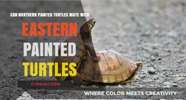 Painted Turtle Mating: Eastern vs. Northern Species