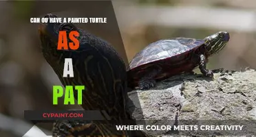 Painted Turtles: Are They Good Pets?
