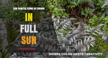 Thriving in Sunshine: The Surprising Truth About Painted Ferns