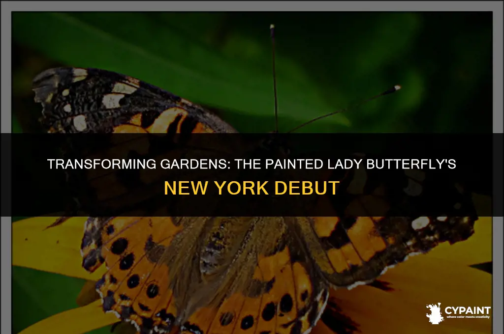 can painted lady butterflies be released in ny