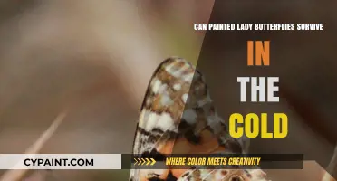 Chilly Wings: Can Painted Lady Butterflies Survive Winter?