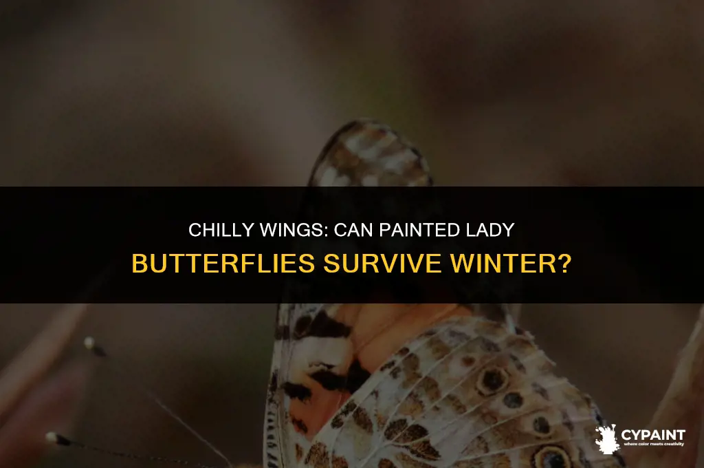 can painted lady butterflies survive in the cold