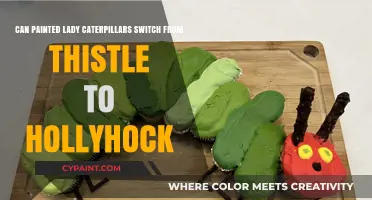 Painted Lady Caterpillars: Thistle or Hollyhock?
