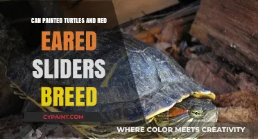 Exploring the Possibility of Painted Turtles and Red-Eared Sliders Breeding