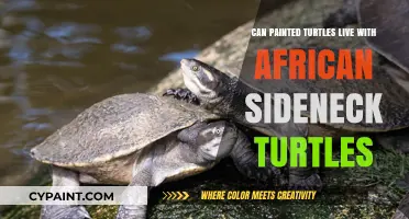 Cohabitation Chronicles: Painted Turtles and African Sideneck Turtles