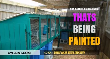 Rabbits and Paint: Safe or Not?