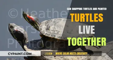 Cohabitation Chronicles: Snapping and Painted Turtles Sharing Space?