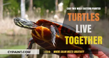 Harmony in the Habitat: Cohabiting Eastern Painted Turtles