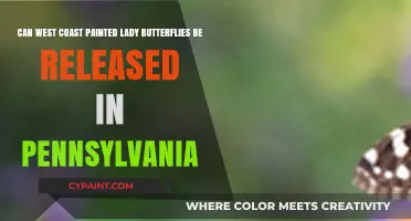 Releasing West Coast Painted Lady Butterflies in Pennsylvania: Safe or Risky?