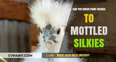 From Paint to Mottled: Breeding Silkie Chickens for Unique Patterns