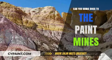 Paws and Pigments: A Guide to Dog-Friendly Paint Mines