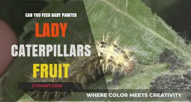 Nurturing Nature's Delicacies: Fruit Feeding for Baby Painted Lady Caterpillars