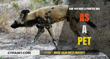 Painted Dogs as Pets: A Good Idea?