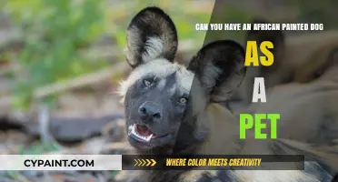 African Painted Dogs as Pets: Feasibility, Ethics, and Challenges Explored