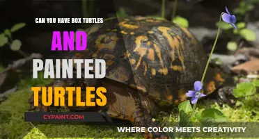 Box Turtles and Painted Turtles: Can They Cohabitate?
