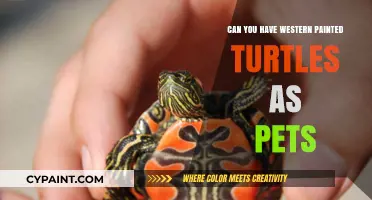 Exploring the Joys and Responsibilities of Keeping Western Painted Turtles as Pets