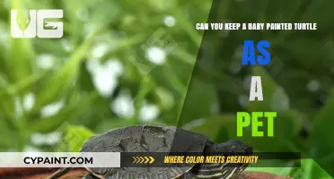 Keeping a Baby Painted Turtle as a Pet: What You Need to Know