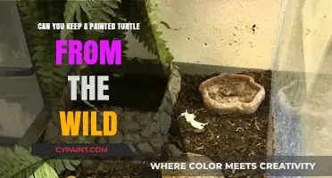 Adopting a Wild Painted Turtle: Ethical?