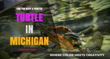 Michigan's Painted Turtle Care: A Comprehensive Guide for Enthusiasts