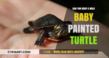 Caring for a Wild Baby Painted Turtle: A Comprehensive Guide
