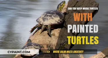 Cohabitation Chronicles: Musk and Painted Turtles Living Together