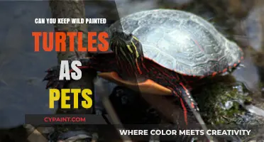 Exploring the Feasibility of Wild Painted Turtles as Pets