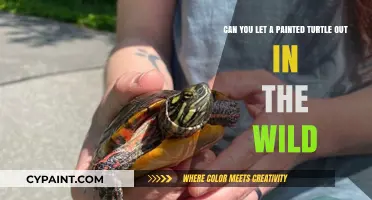 Releasing Painted Turtles: Ethical and Safe Wild Release Guidelines