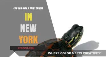 Paint Turtle Ownership: New York's Legal Take