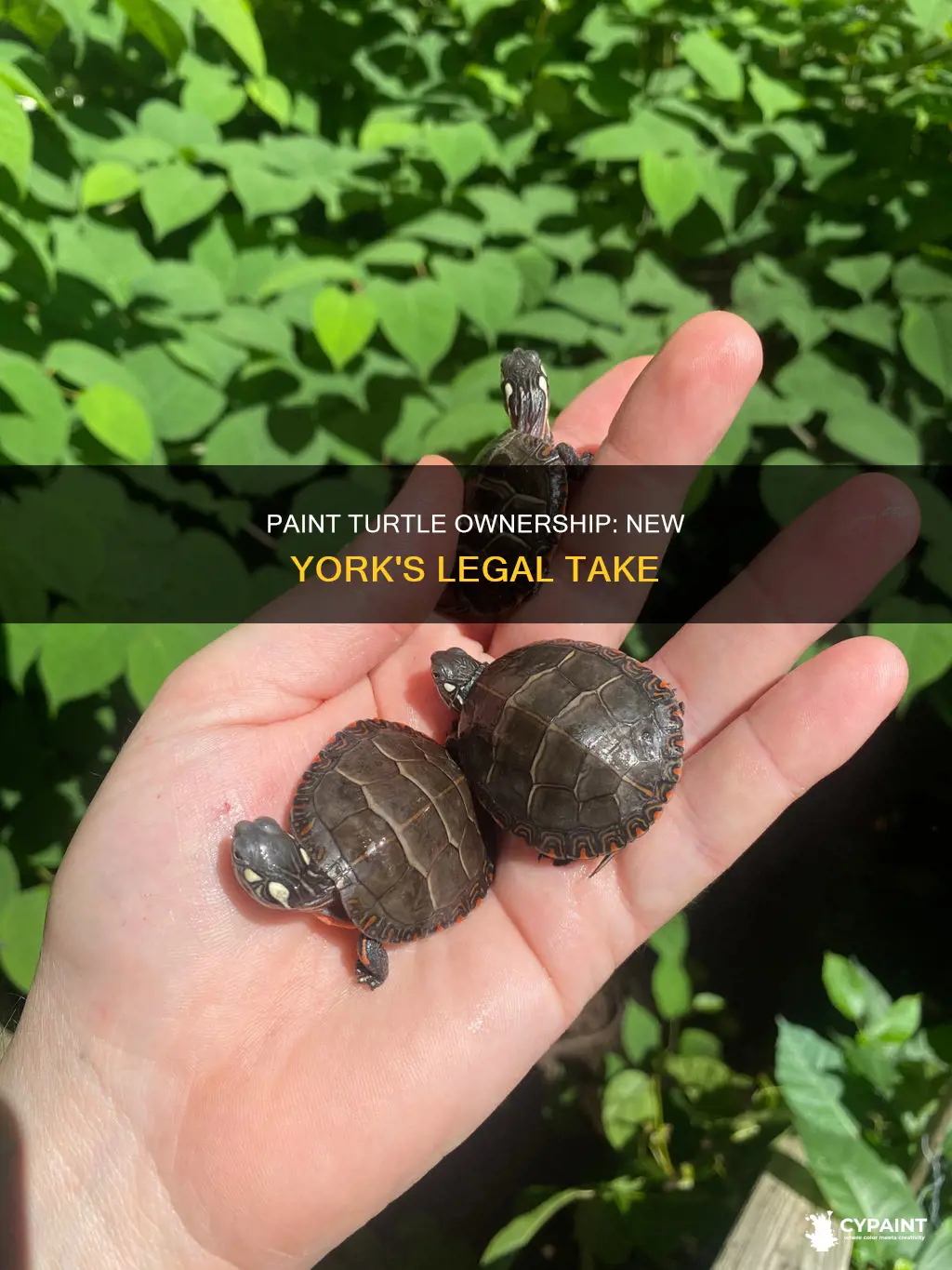 can you own a paint turtle in new york