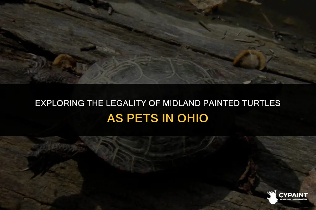 can you own midland painted turtles in ohio