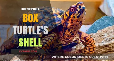Exploring the Art of Painting a Box Turtle's Shell