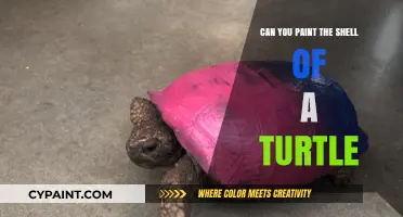 Exploring the Art of Painting Turtle Shells: A Creative Guide