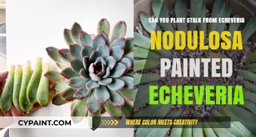 How to Propagate Echeveria Nodulosa from Stems