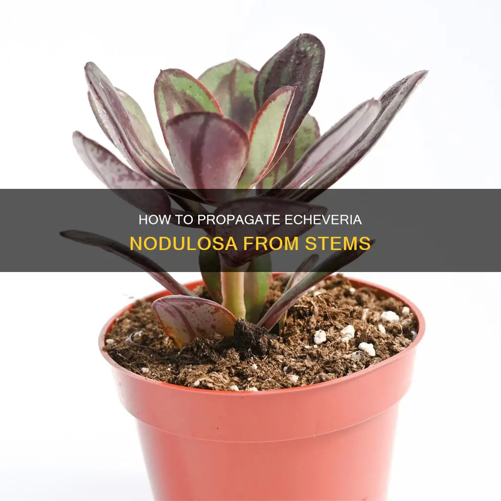 can you plant stalk from echeveria nodulosa painted echeveria