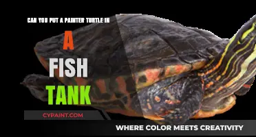 Can Painter Turtles Thrive in Fish Tanks? Essential Care Tips