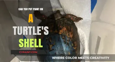 Should You Paint a Turtle's Shell?