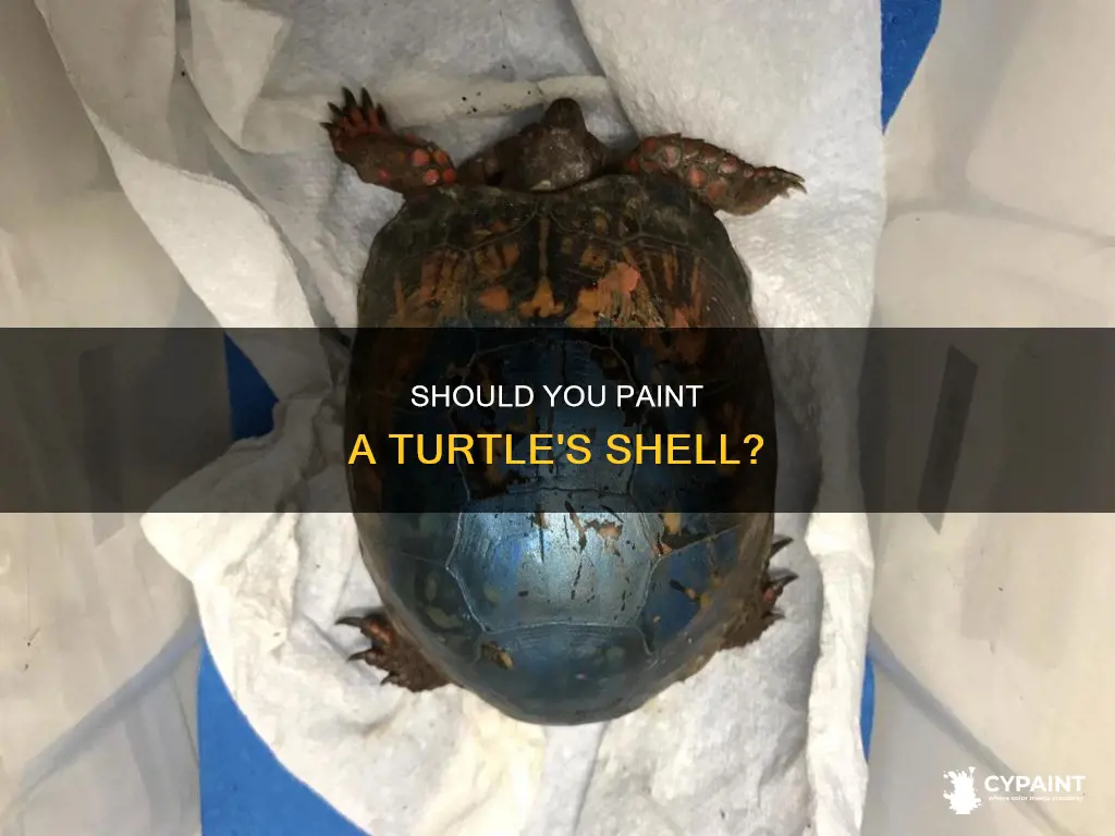can you put paint on a turtle