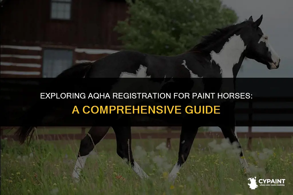 can you register a paint horse with aqha