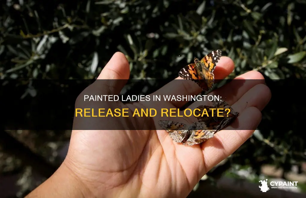 can you release painted lady butterflies in washington state