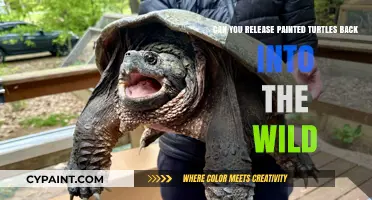 Releasing Painted Turtles: Back to the Wild?