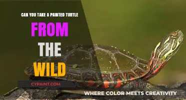 Painted Turtles: Captivity vs. Wild