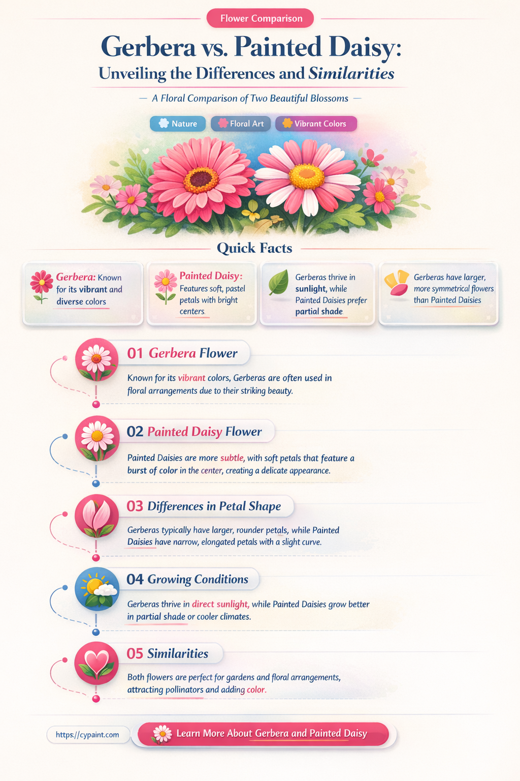 are gerbera daisy the same as painted daisy