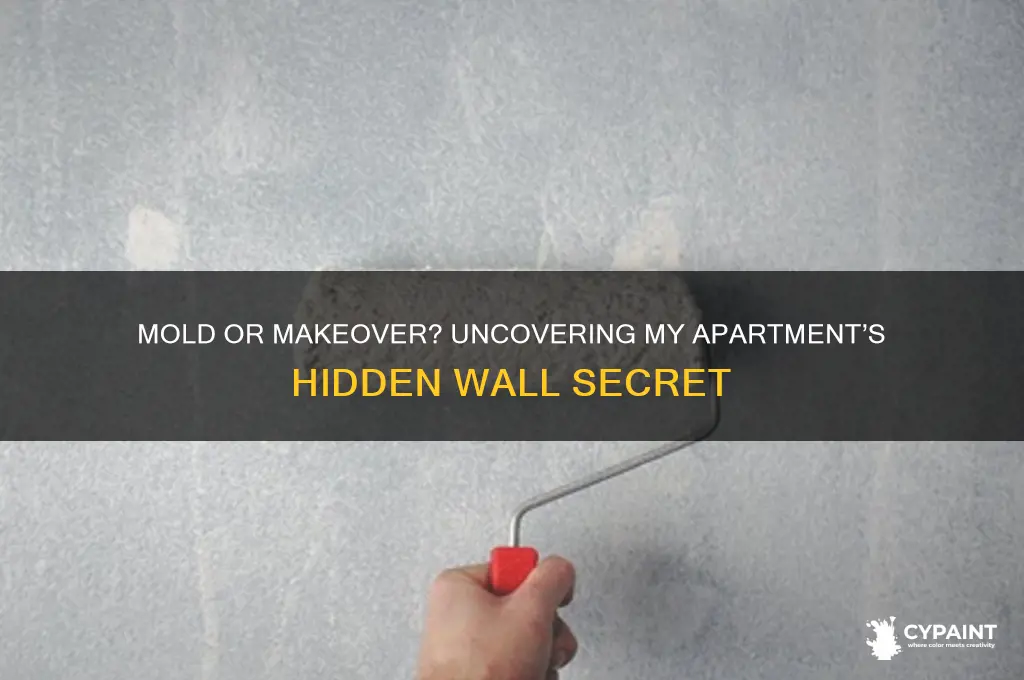did my apartment treat mold or just paint over it